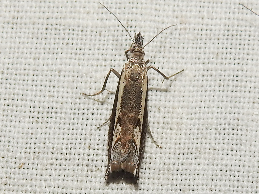 Platytes alpinella - moharágómoly
