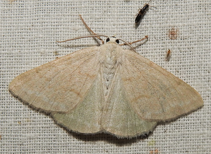 Pseudoterpna pruinata - hamvas zöldaraszoló
