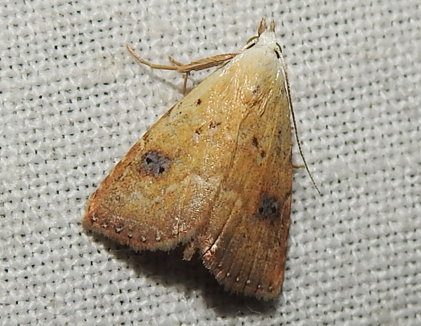Rivula sericealis - selymes lórombagoly
