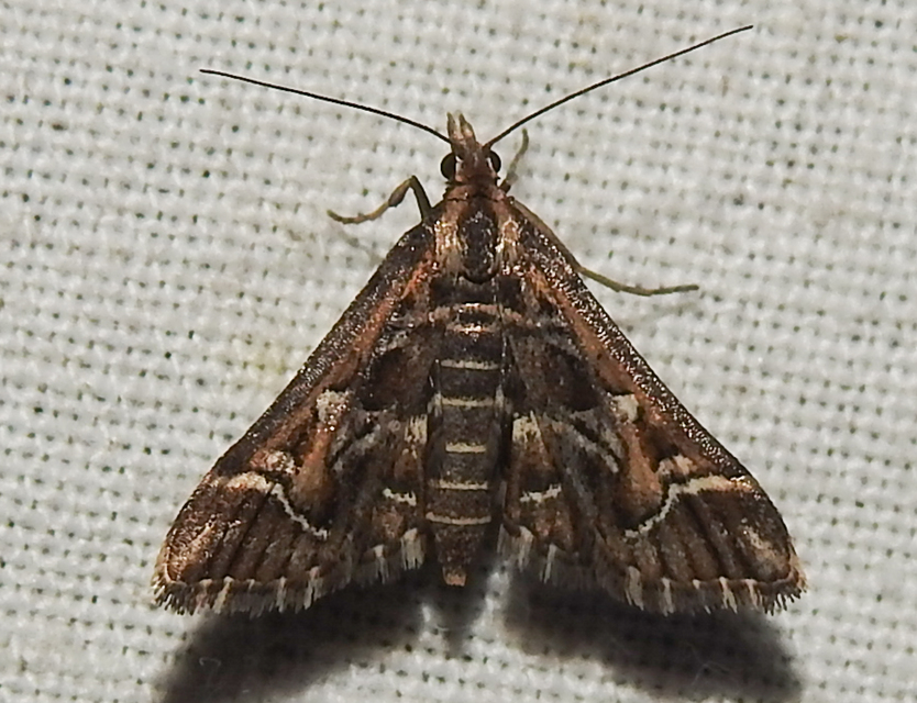 Diasemia reticularis - betűmintás tűzmoly
