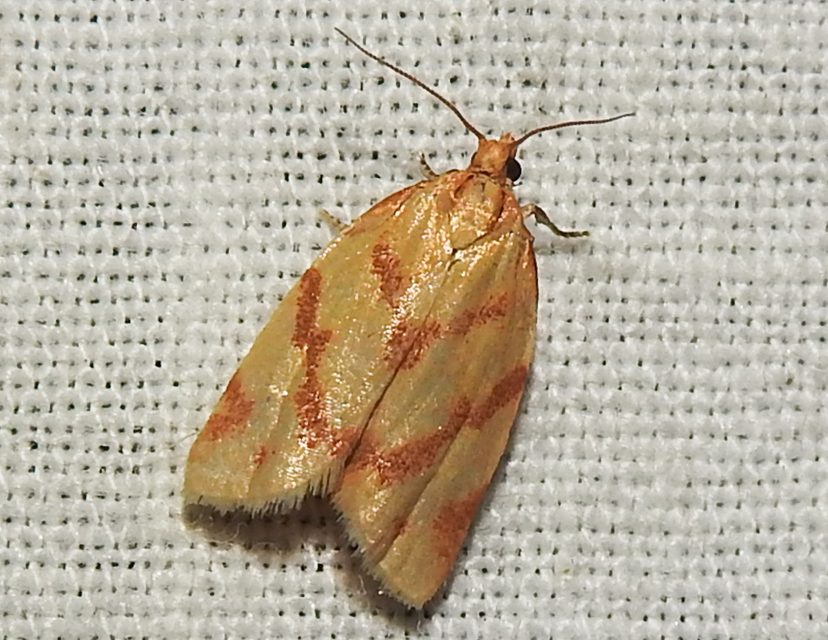 Clepsis pallidana - aranysárga sodrómoly