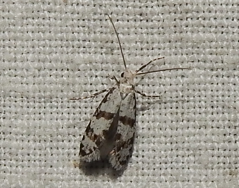 Scythropia crataegella - galagonya-pókhálósmoly