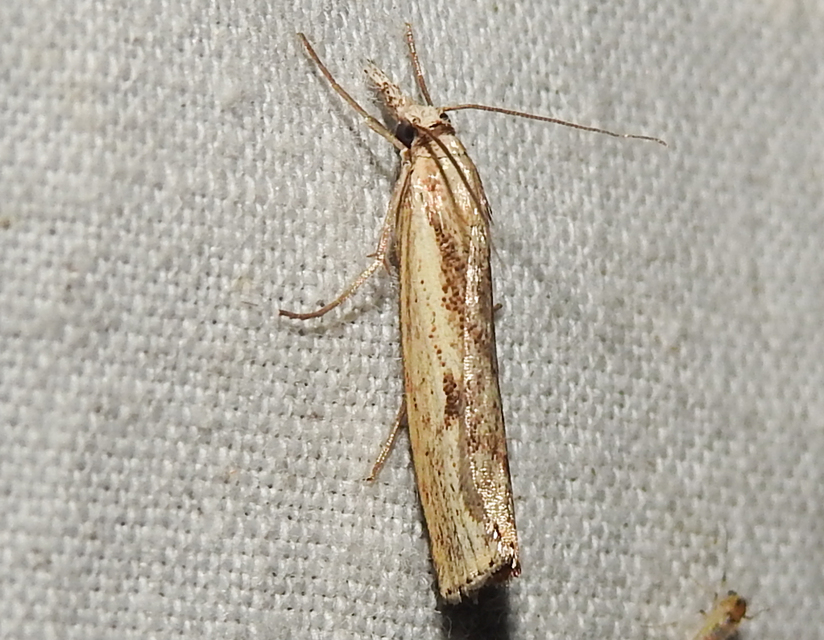 Agriphila inquinatella - közönséges fűgyökérmoly