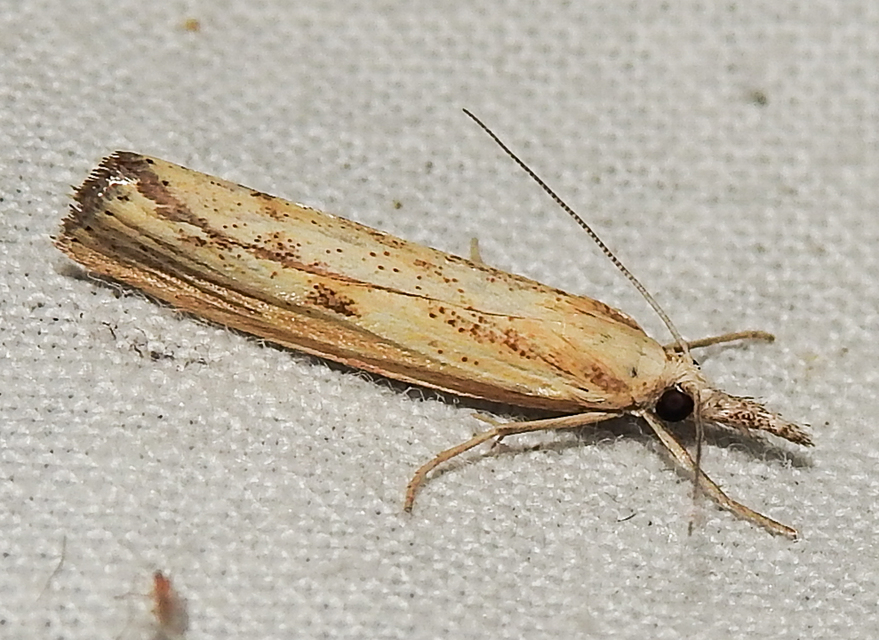 Agriphila inquinatella - közönséges fűgyökérmoly