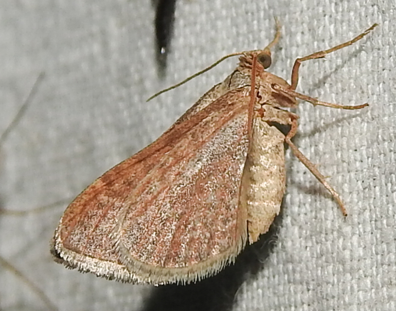 Orthonama obstipata - vándoraraszoló