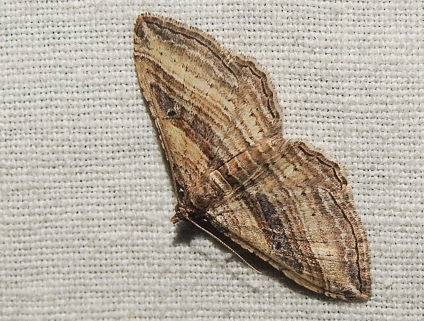 Costaconvexa polygrammata - soksávú araszoló