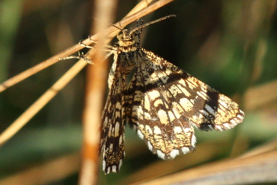 Chiasmia clathrata - rácsos rétiaraszoló