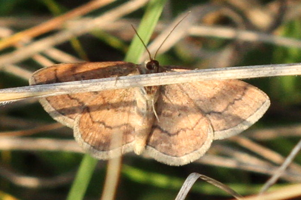 Scopula rubiginata - réti pirosaraszoló