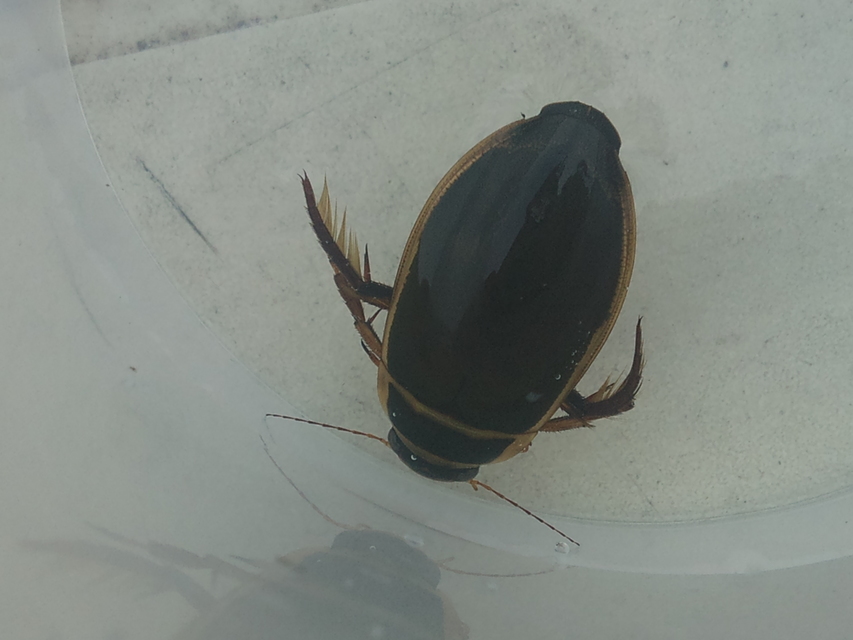 Dytiscus marginalis - szegélyes csíkbogár