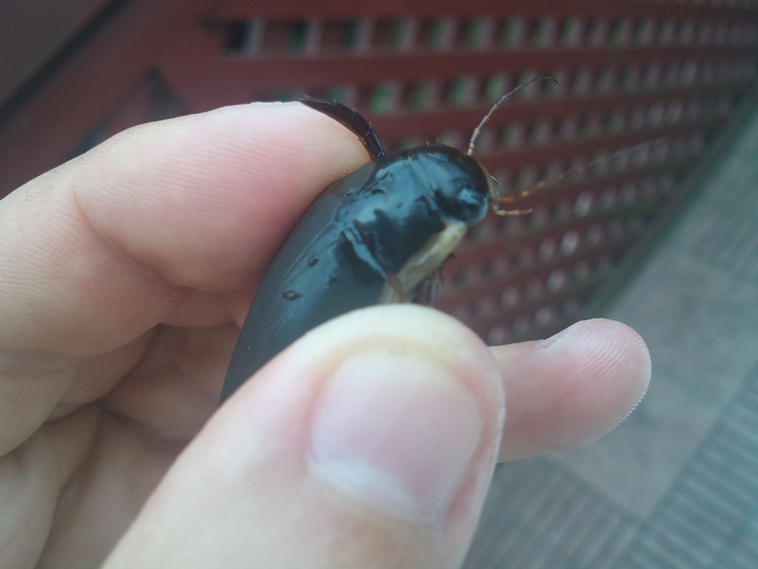 Dytiscus dimidiatus - tompacsípős csíkbogár