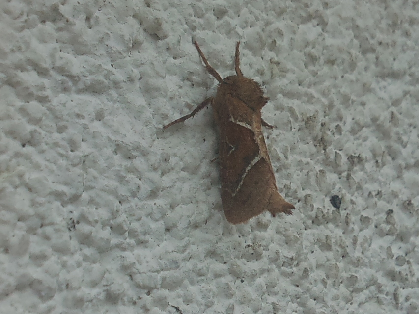 Triodia sylvina - kis gyökérrágólepke