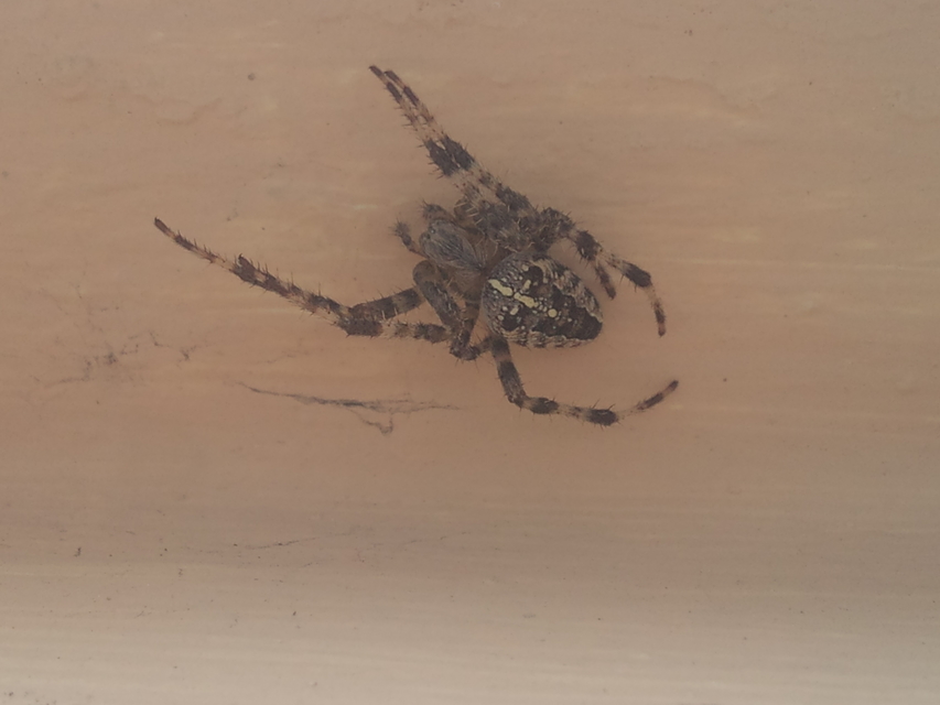 Araneus diadematus - koronás keresztespók