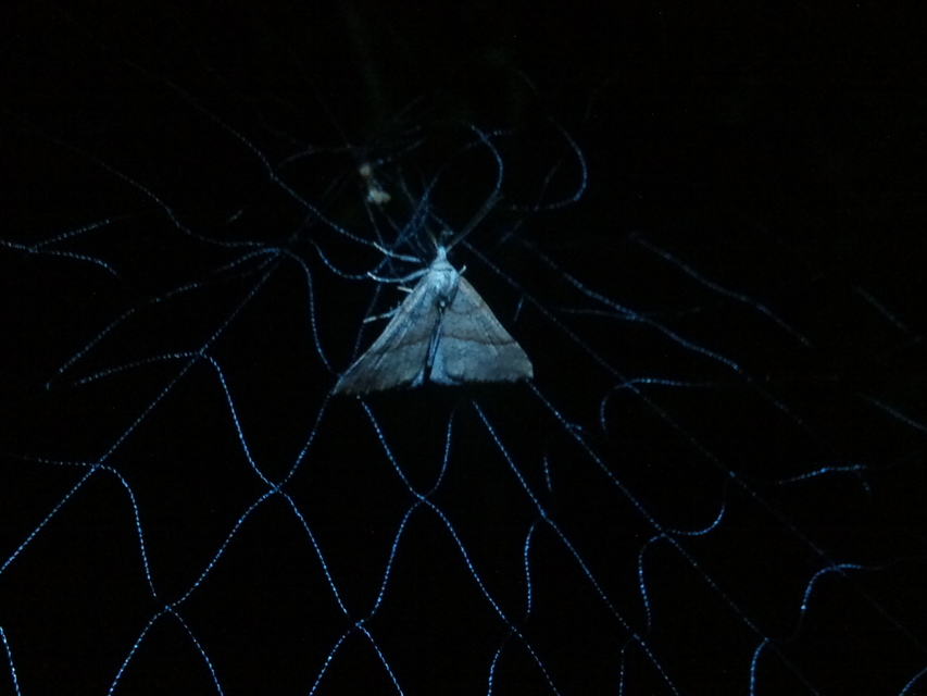 Hypena proboscidalis - ormányos karcsúbagoly