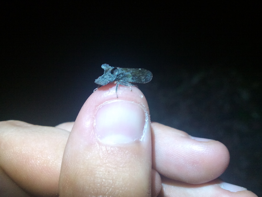 Ledra aurita - füleskabóca