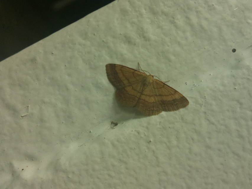 Scopula rubiginata - réti pirosaraszoló