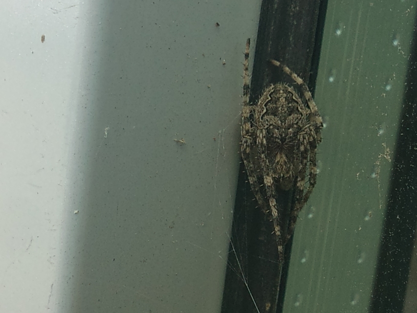 Larinioides ixobolus - ereszalji keresztespók