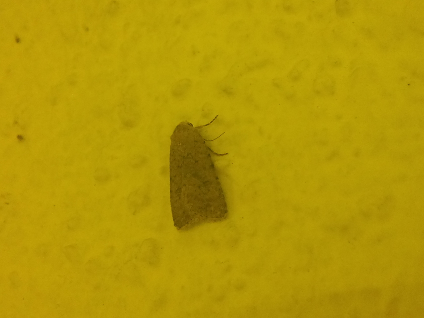 Paradrina clavipalpis - közönséges selymesbagoly