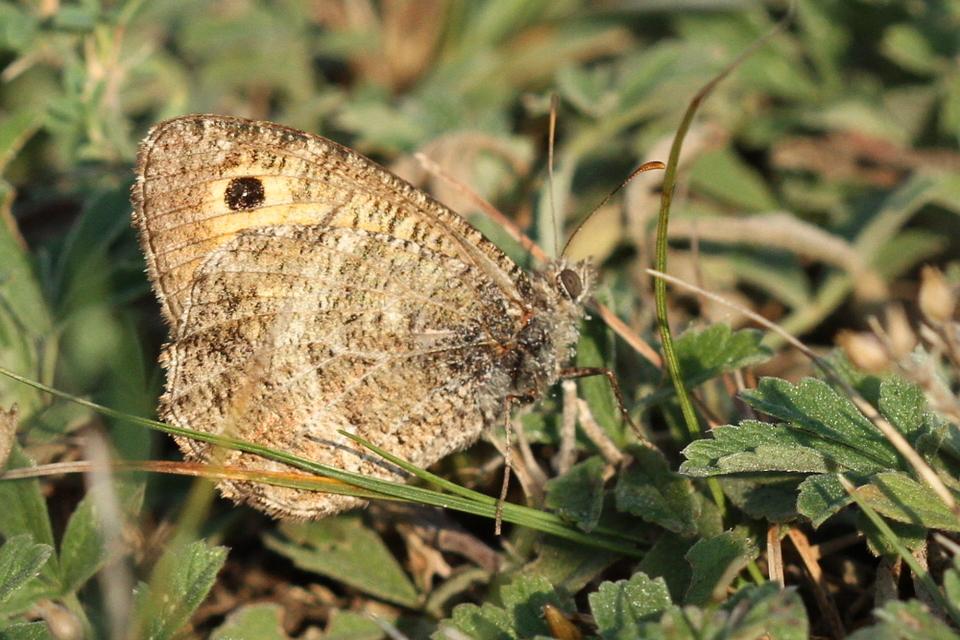 Arethusana arethusa - közönséges szemeslepke