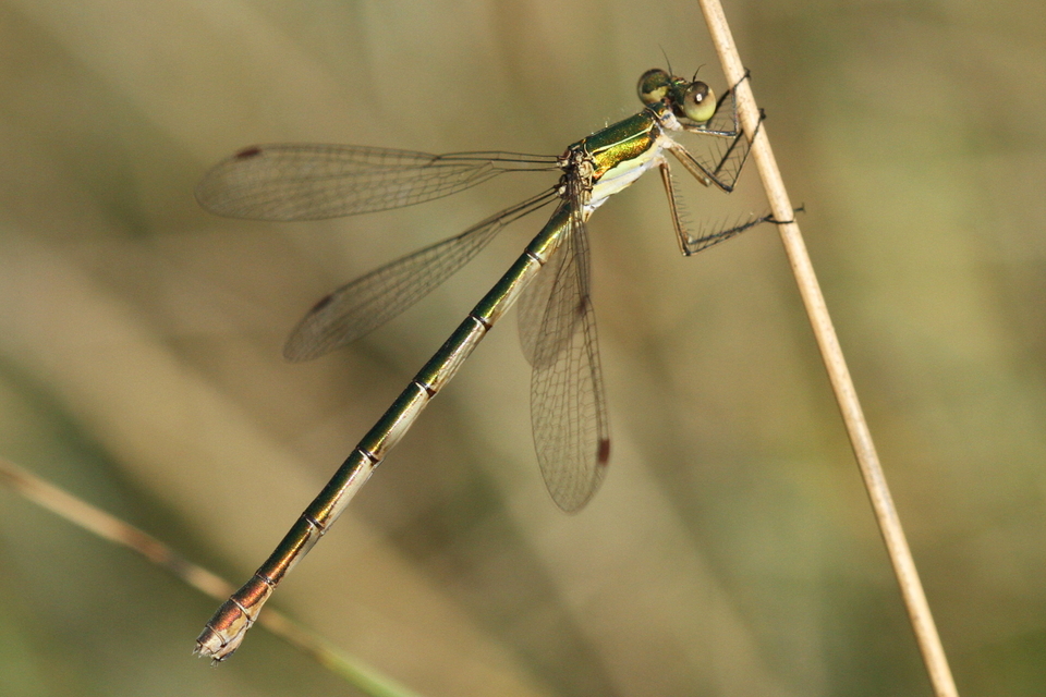 Lestes virens vestalis - kis rablószitakötő