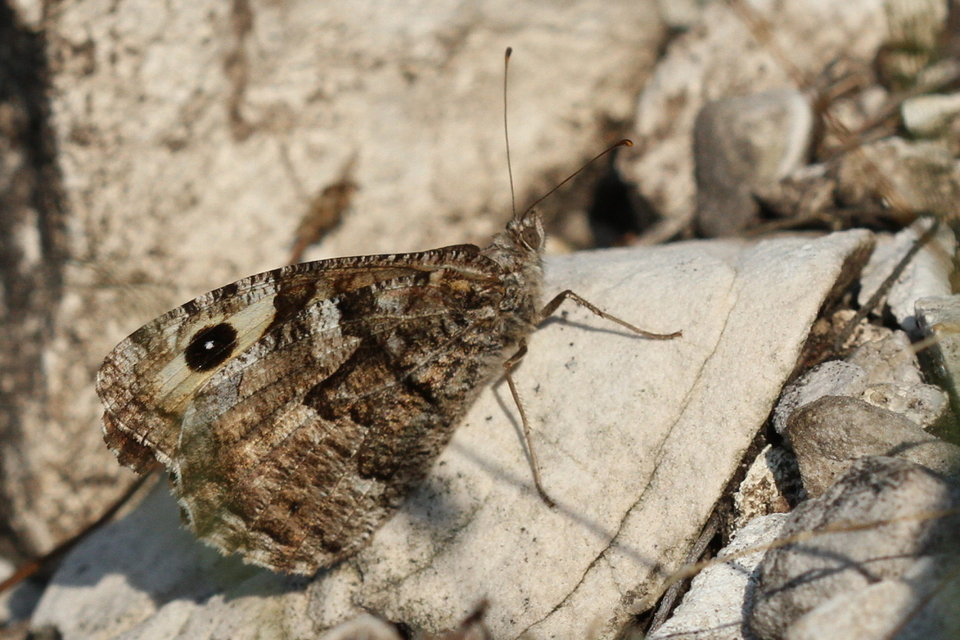Hipparchia semele - barna szemeslepke Hipparchia semele - barna szemeslepke