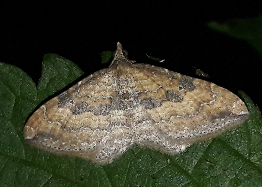 Orthonama obstipata - vándoraraszoló