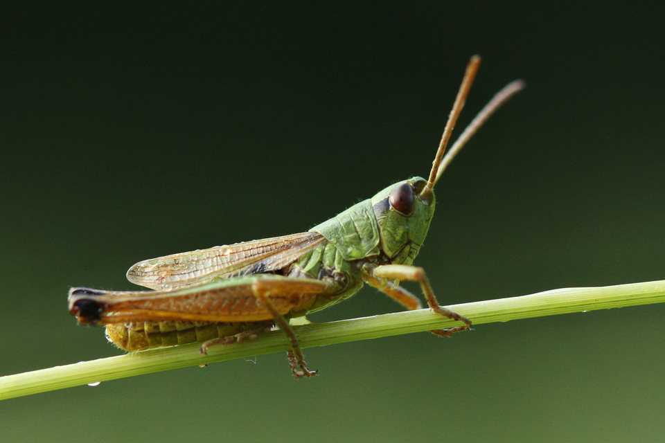Pseudochorthippus parallelus - közönséges rétisáska