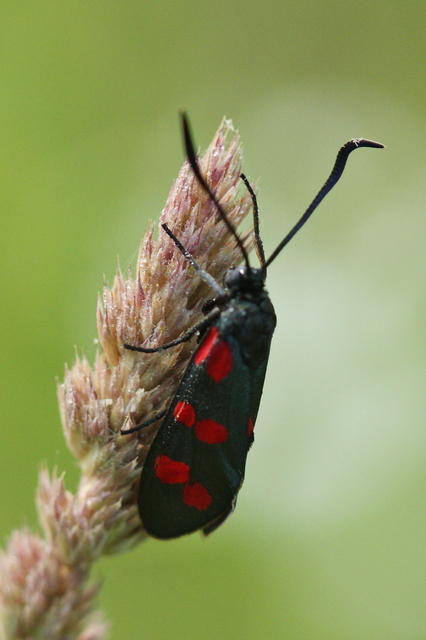 Zygaena filipendulae - acélszínű csüngőlepke
