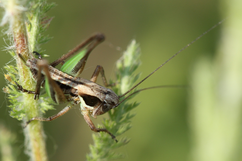 Platycleis