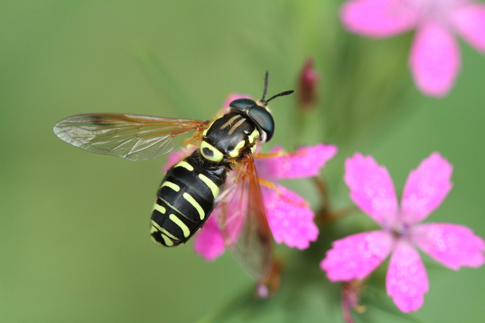 Chrysotoxum