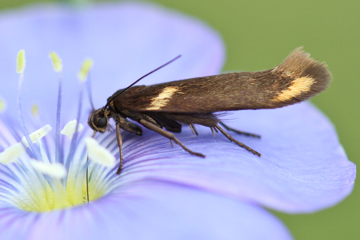 Scythris cuspidella - sárgamintás zöldmoly