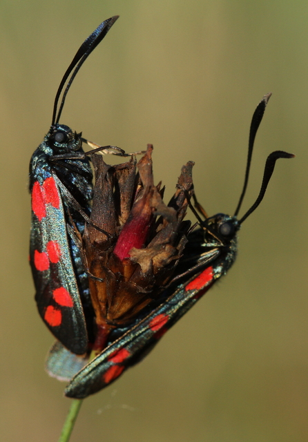 Zygaena filipendulae - acélszínű csüngőlepke