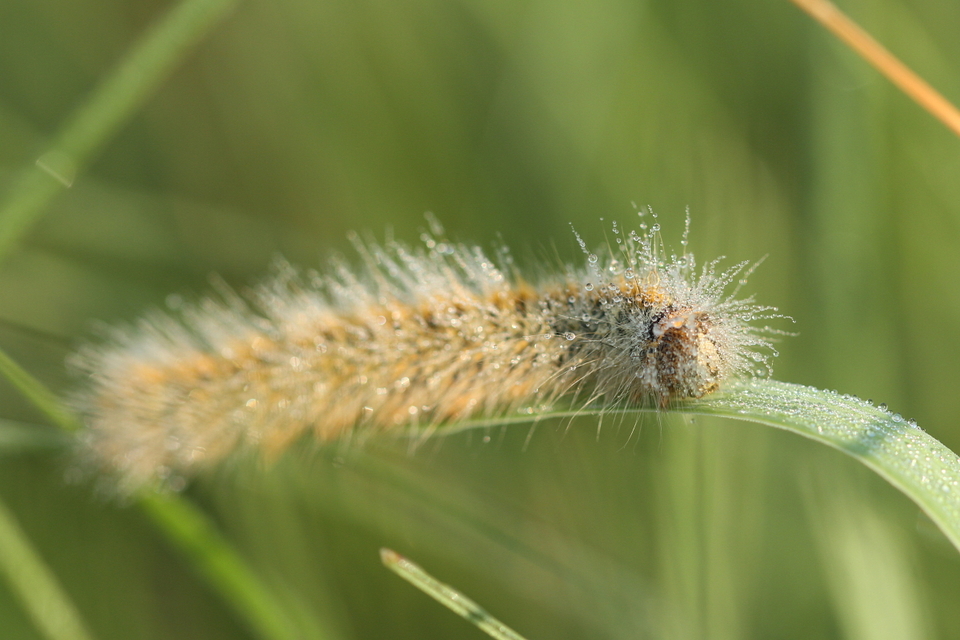 Rhyparia purpurata - bíborszínű medvelepke