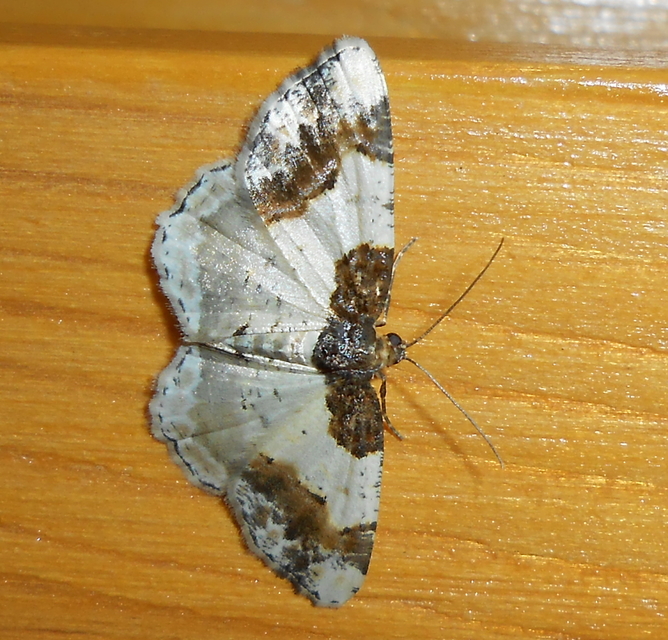 Ligdia adustata - barna levélaraszoló
