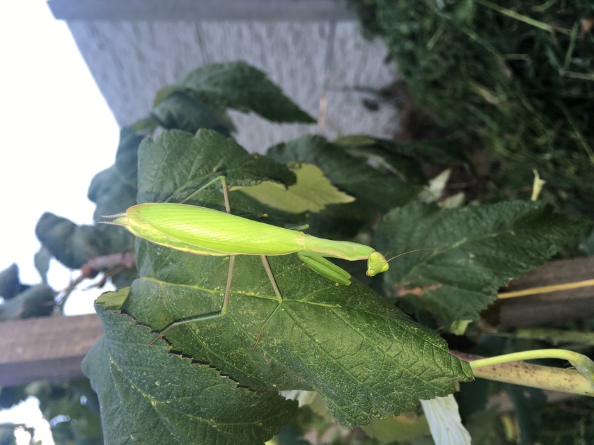 Mantis religiosa - imádkozósáska