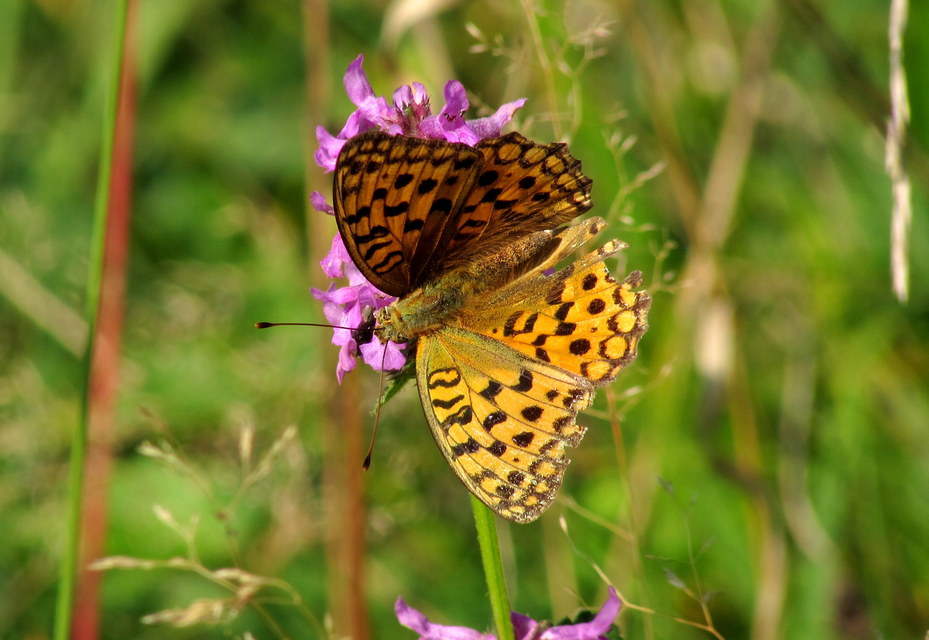 Argynnis adippe - ezüstös gyöngyházlepke