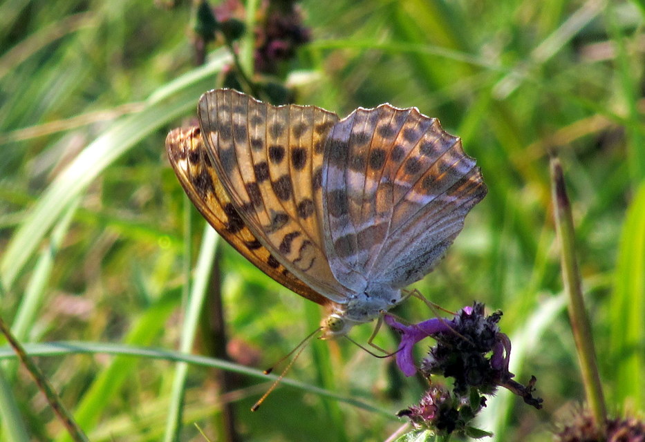 Argynnis paphia - nagy gyöngyházlepke