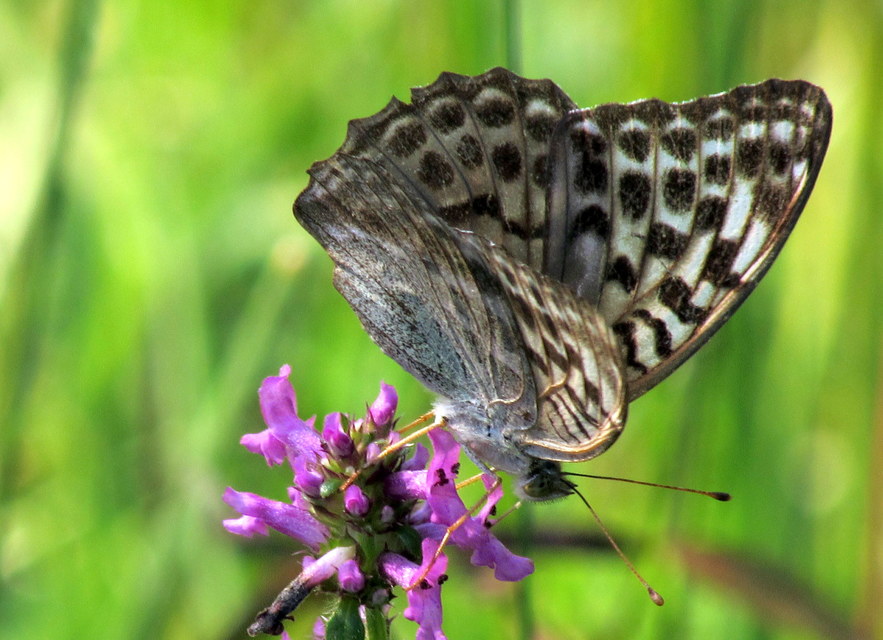 Argynnis paphia - nagy gyöngyházlepke