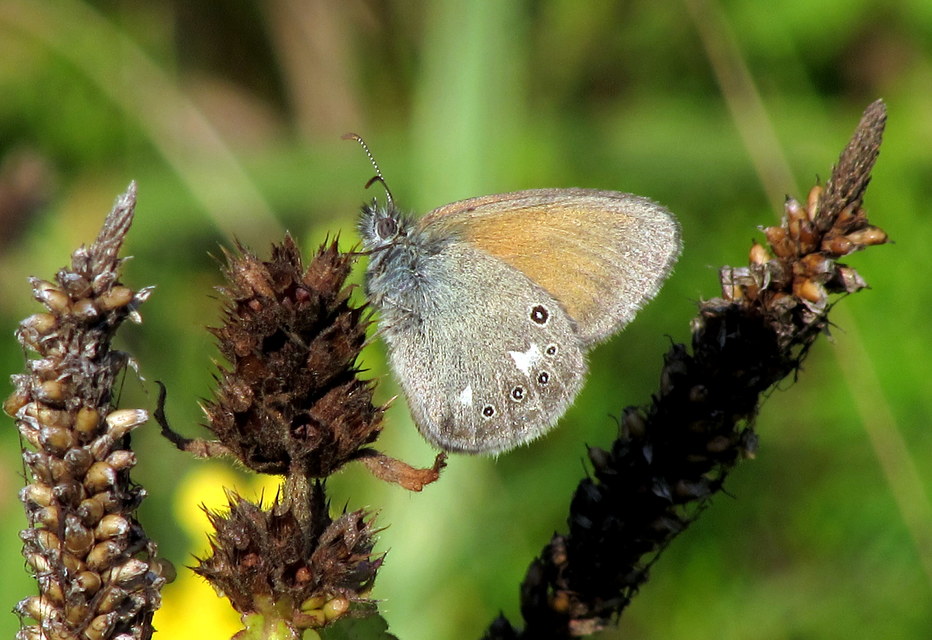 Coenonympha glycerion - közönséges szénalepke