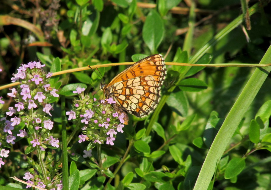 Melitaea athalia - közönséges tarkalepke