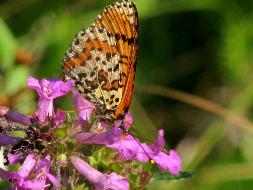 Melitaea didyma - tüzes tarkalepke