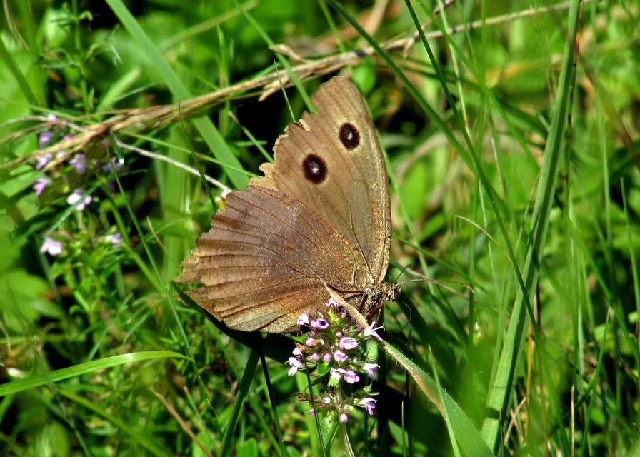 Minois dryas - fekete szemeslepke