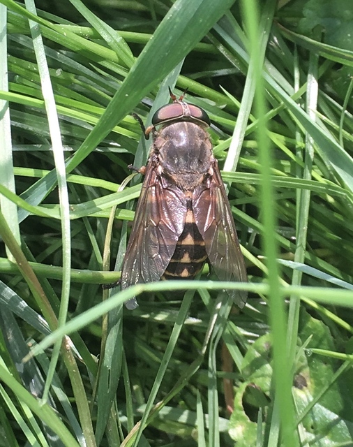 Tabanus