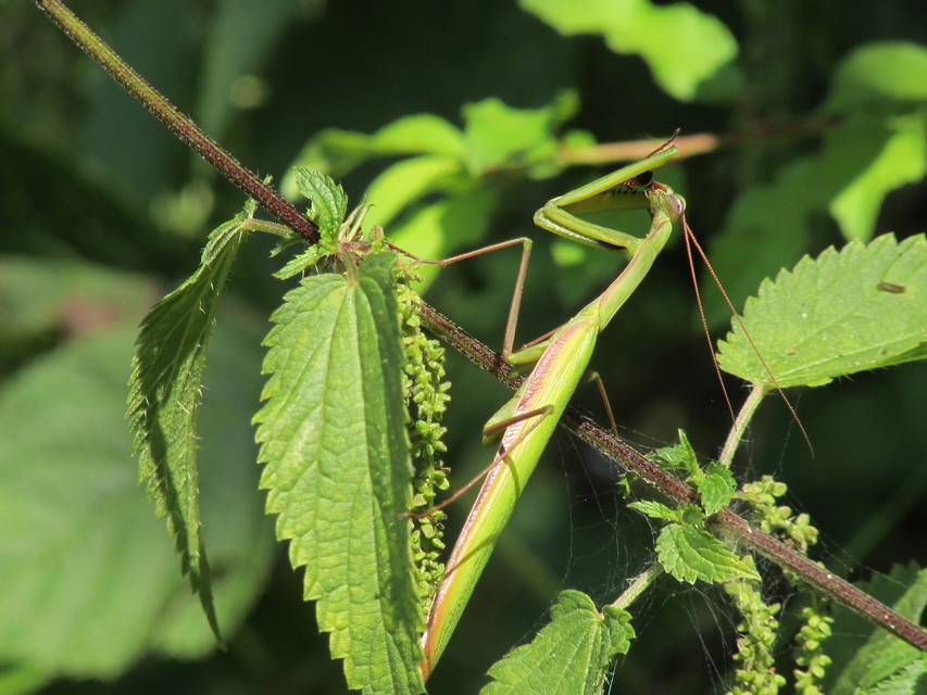 Mantis religiosa - imádkozósáska