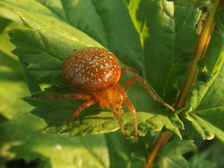Araneus alsine - hűsölő keresztespók