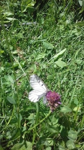 Parnassius mnemosyne - kis apollólepke