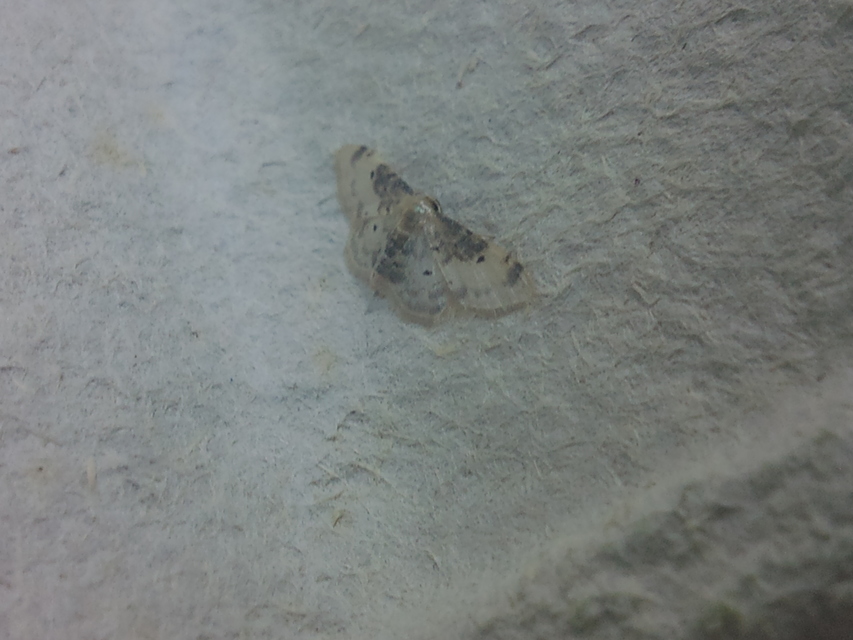 Idaea filicata - sötéttövű apróaraszoló