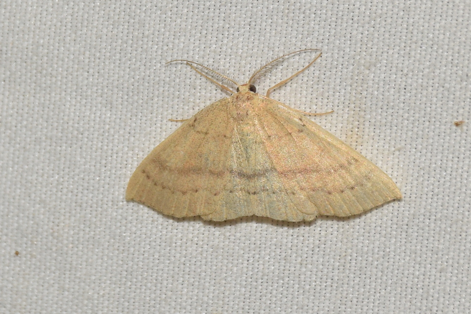 Cyclophora linearia - vonalas pettyesaraszoló