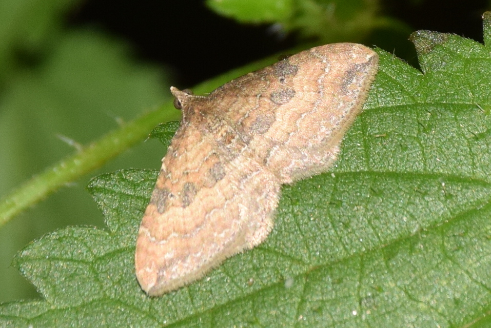Orthonama obstipata - vándoraraszoló