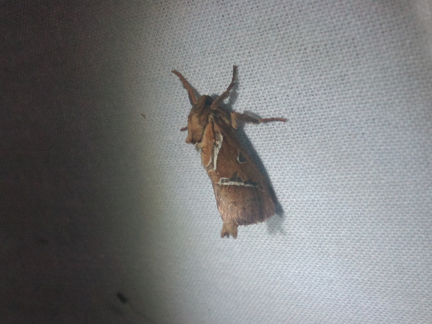Triodia sylvina - kis gyökérrágólepke