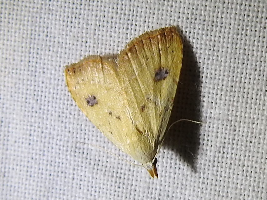Rivula sericealis - selymes lórombagoly